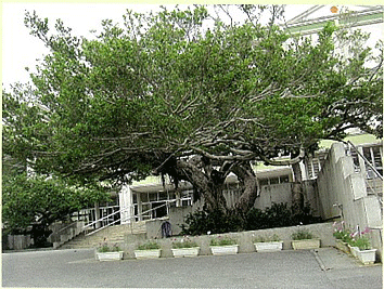 南風原小学校のガジュマルの画像