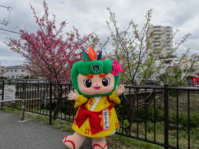 さくら1