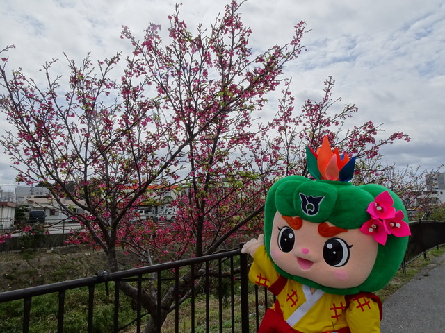 さくら２