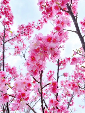 兼平橋で桜を見に行ったルンの画像2