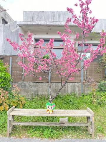 兼平橋で桜を見に行ったルンの画像3