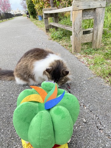 ねこさんの画像1