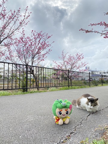 ねこさんの画像2