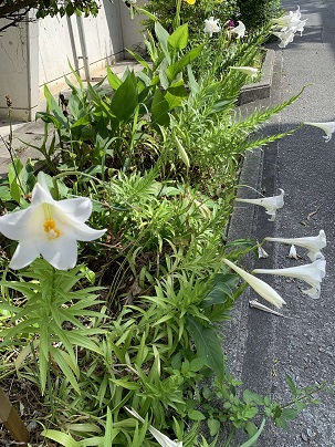 ゆりの球根の画像2