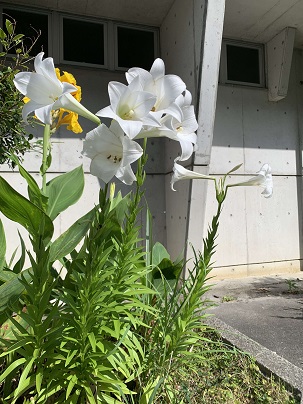 ゆりの球根の画像3