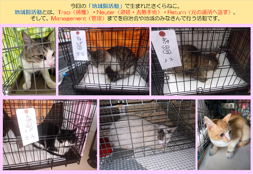 さくらねこR0603