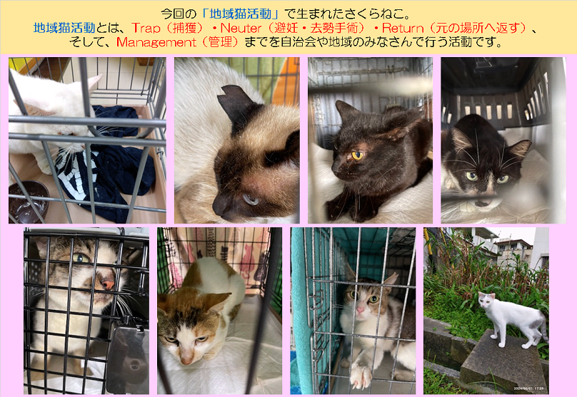 さくらねこR0605