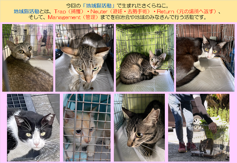 さくらねこR0606