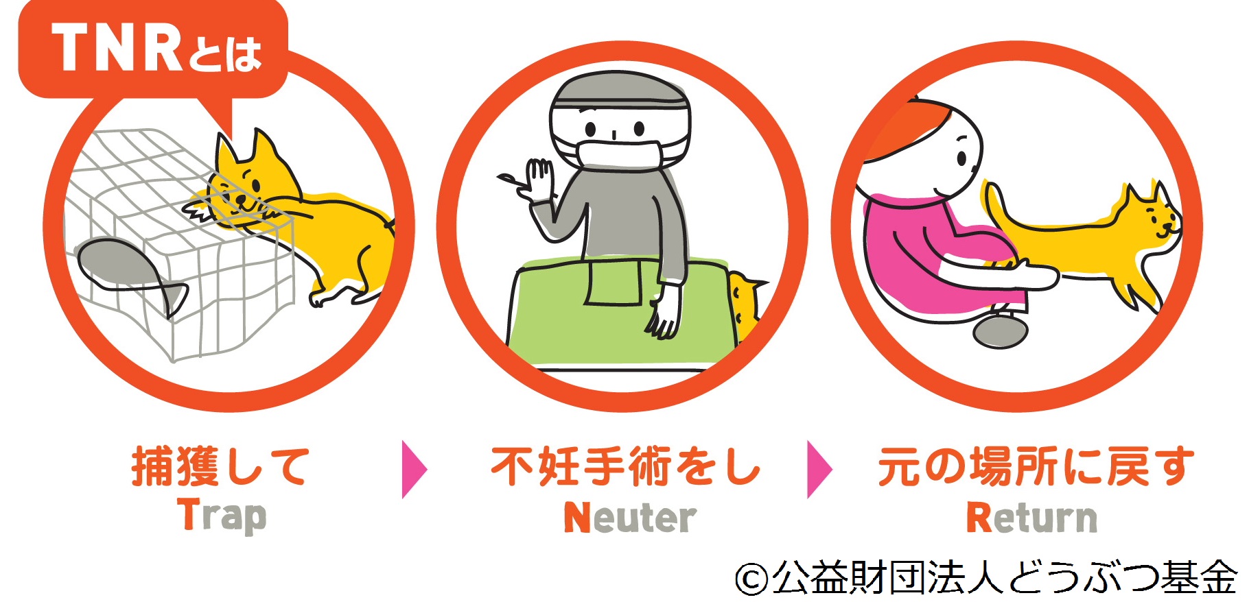 TNRイラスト
