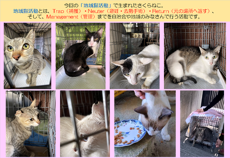 さくらねこR0607