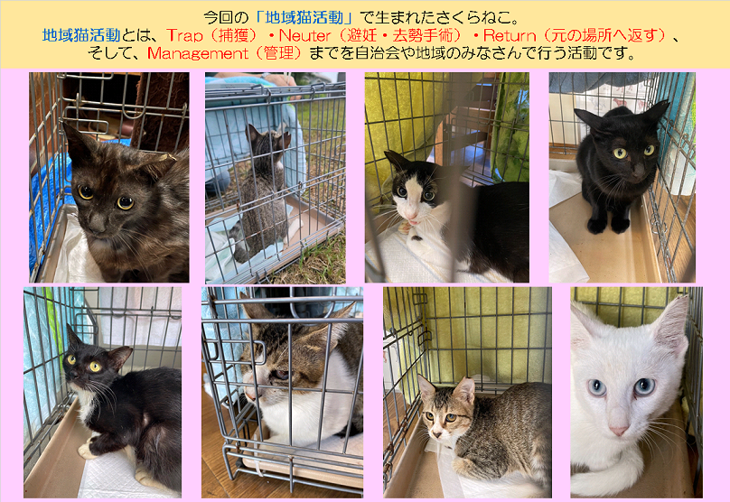さくらねこR0608