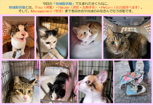 さくらねこの画像
