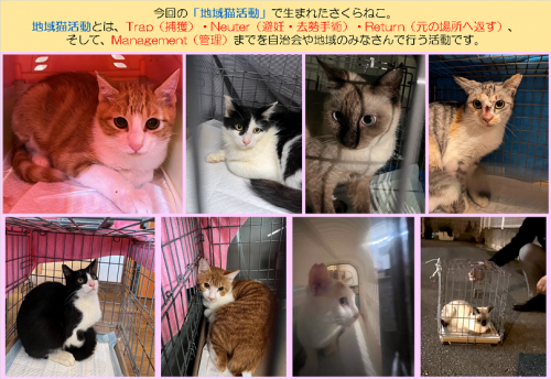 さくらねこの画像10月