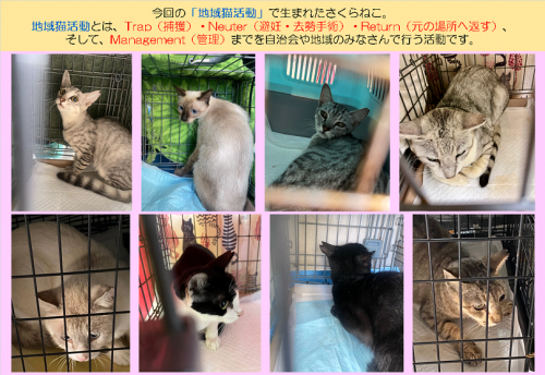 さくらねこの画像9月