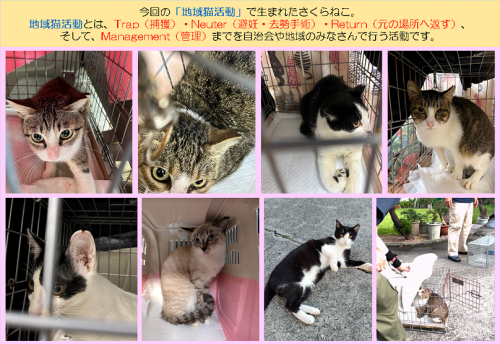 さくらねこの画像11月