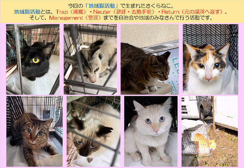 さくらねこの画像1月