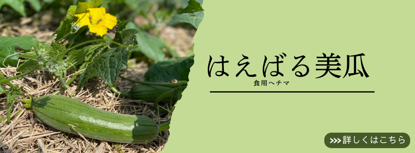へちまについて