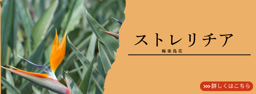 ストレリチアについて