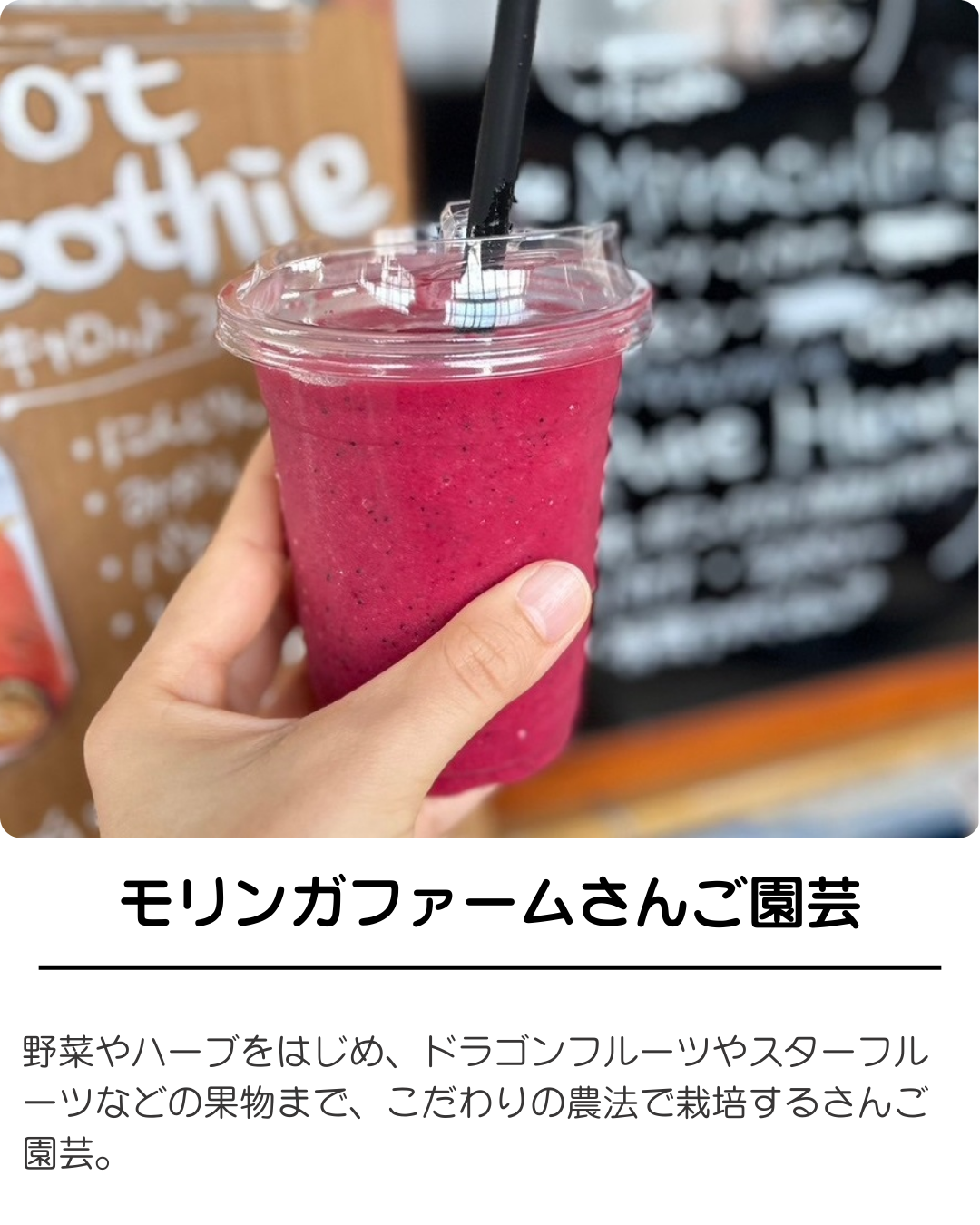 モリンガ