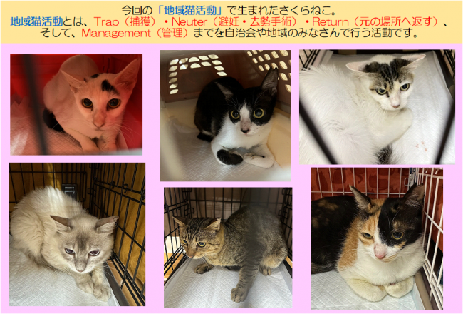 さくらねこ7月