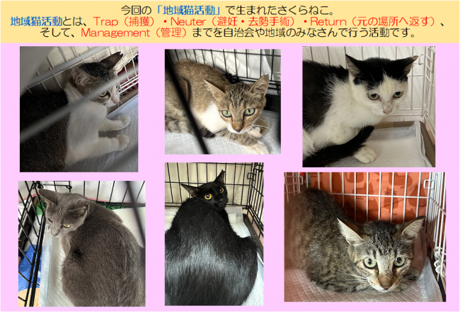 さくらねこ8~9月