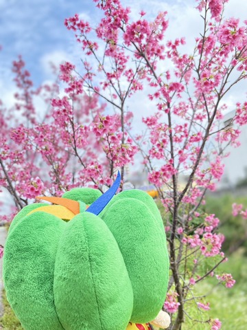 兼平橋で桜を見に行ったルンの画像1