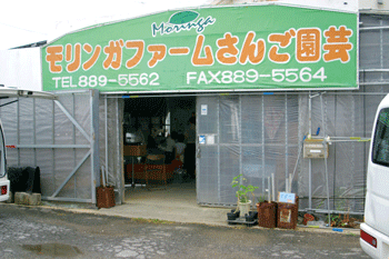 モリンガファームさんご園芸の画像1