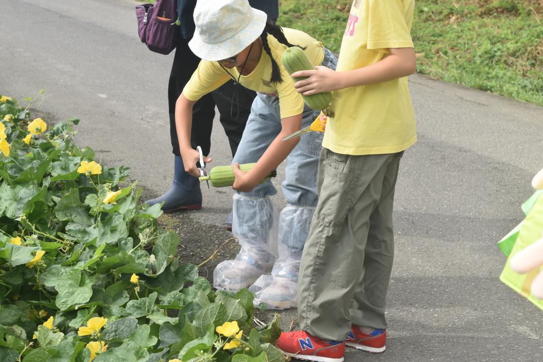 ヘチマ収穫体験