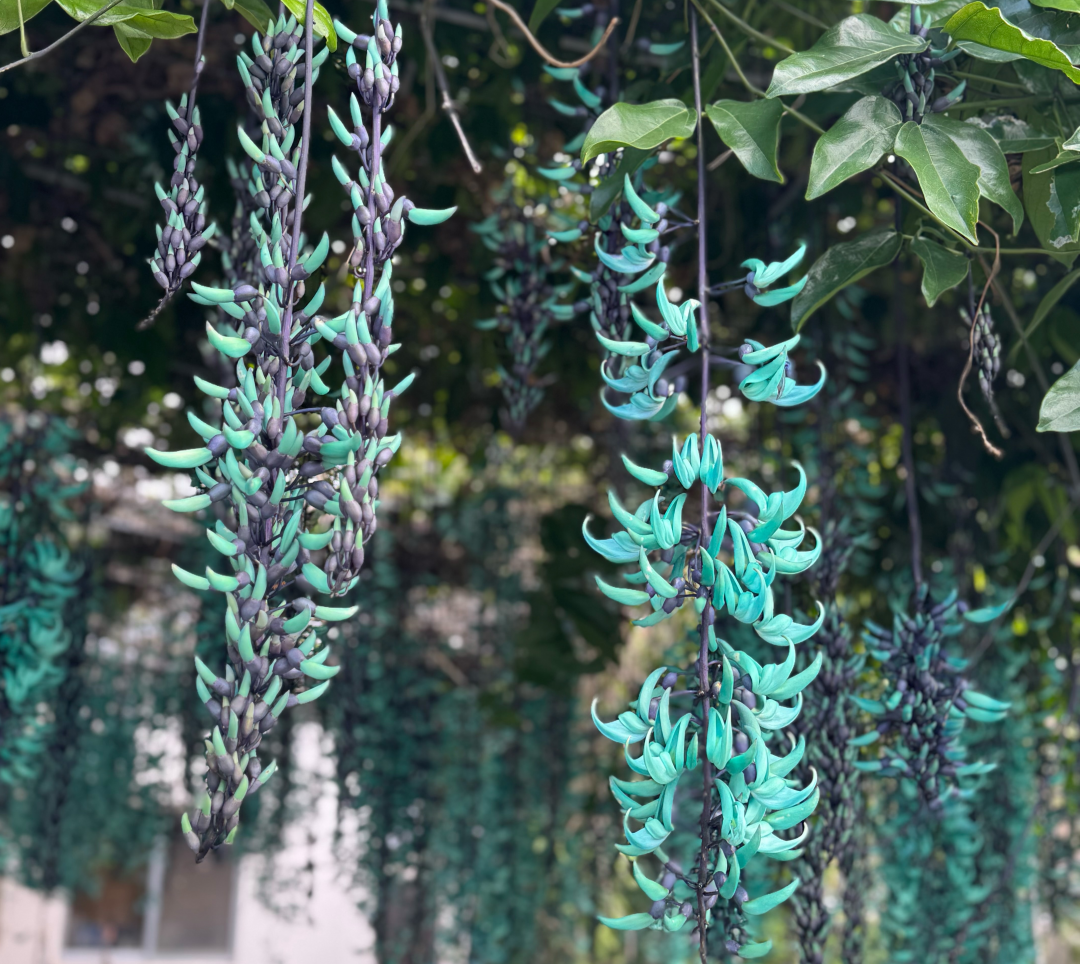 ヒスイカズラの写真